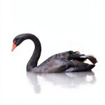 Incerto Book 1 Spanish Science Technology Kindle Edition-0